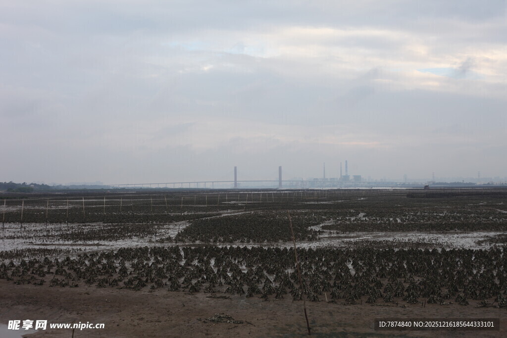 湿地群鸟栖息景观
