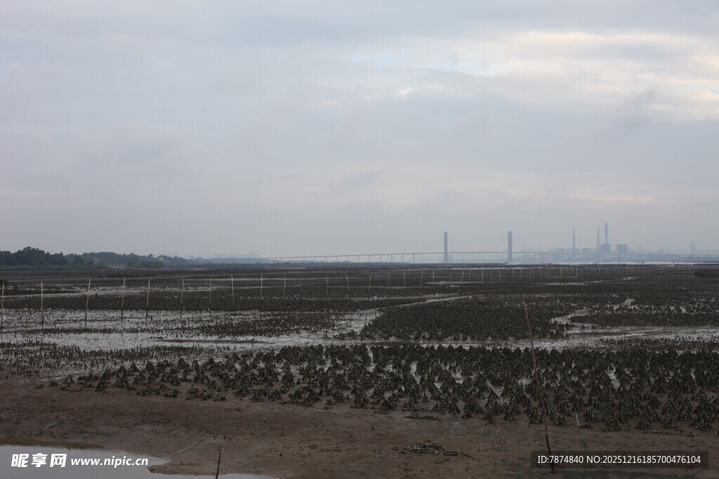 湿地群鸟栖息景观
