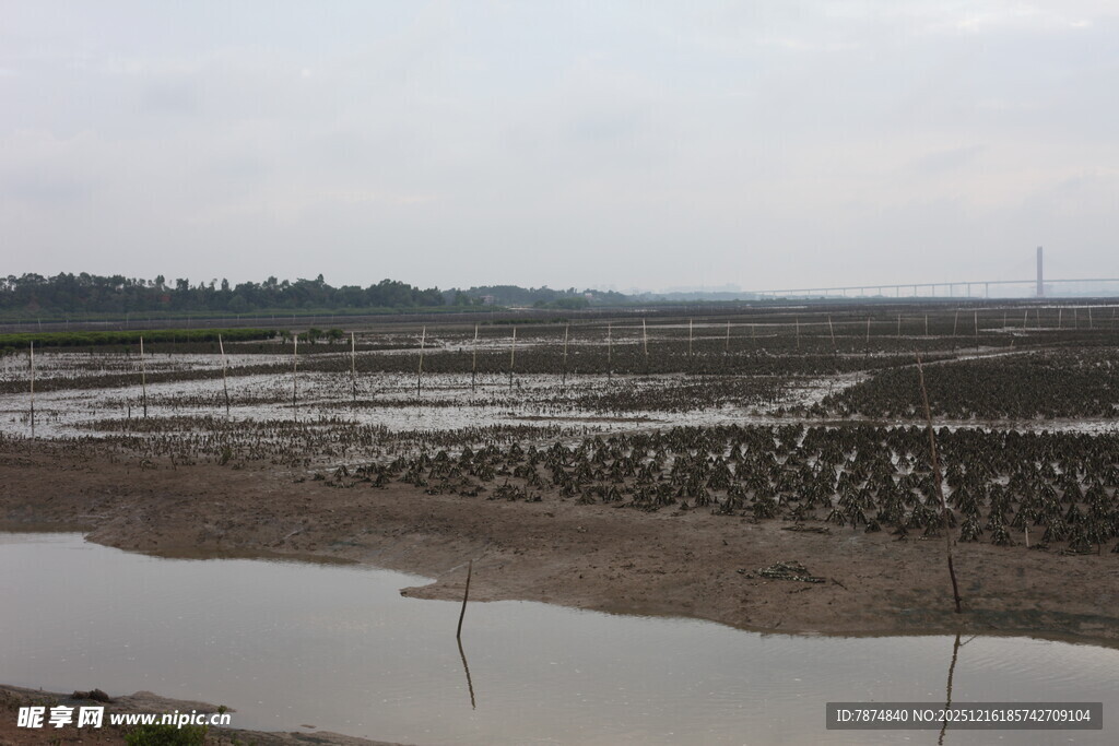 湿地滩涂鸟类栖息场景