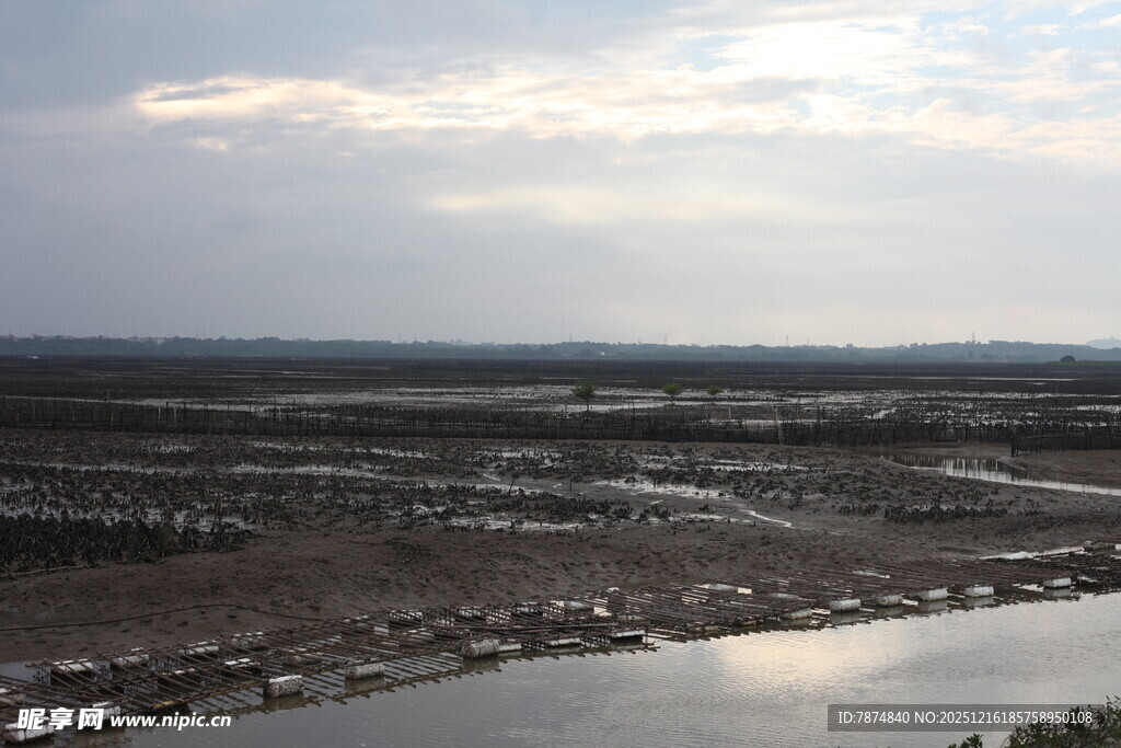 湿地风光 水域与植被景观