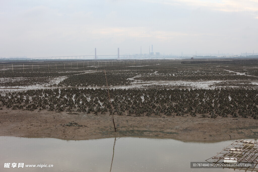 湿地鸟类聚集景观
