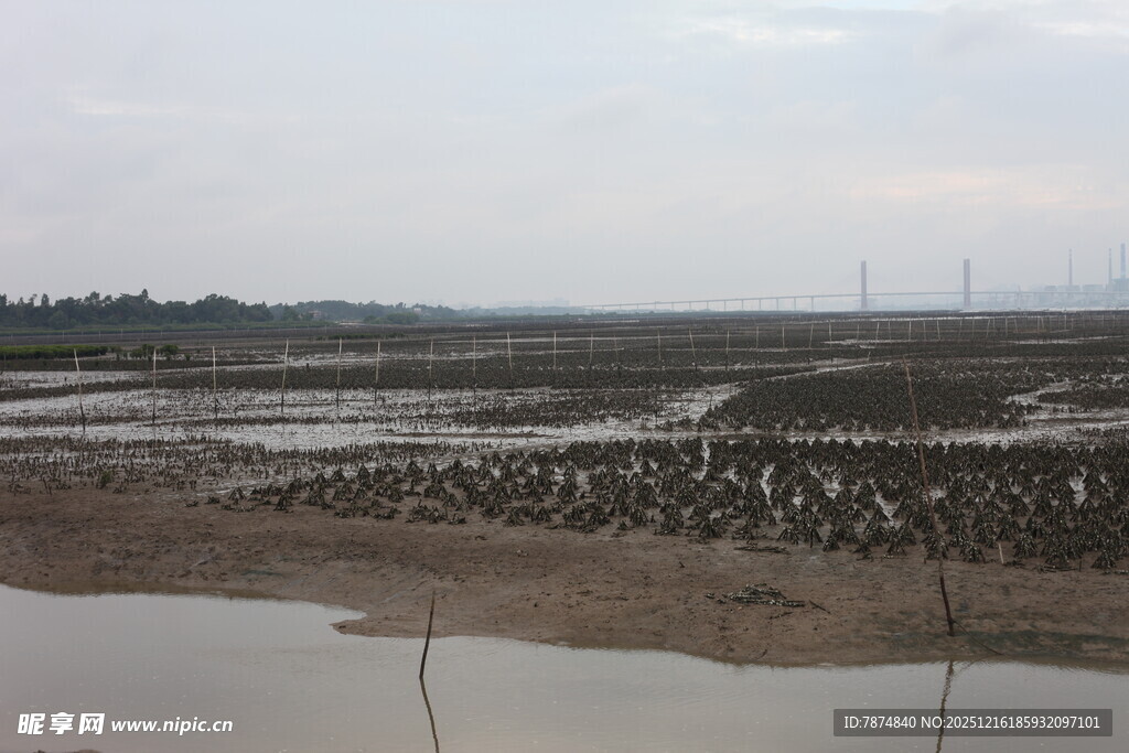 湿地鸟群栖息景观