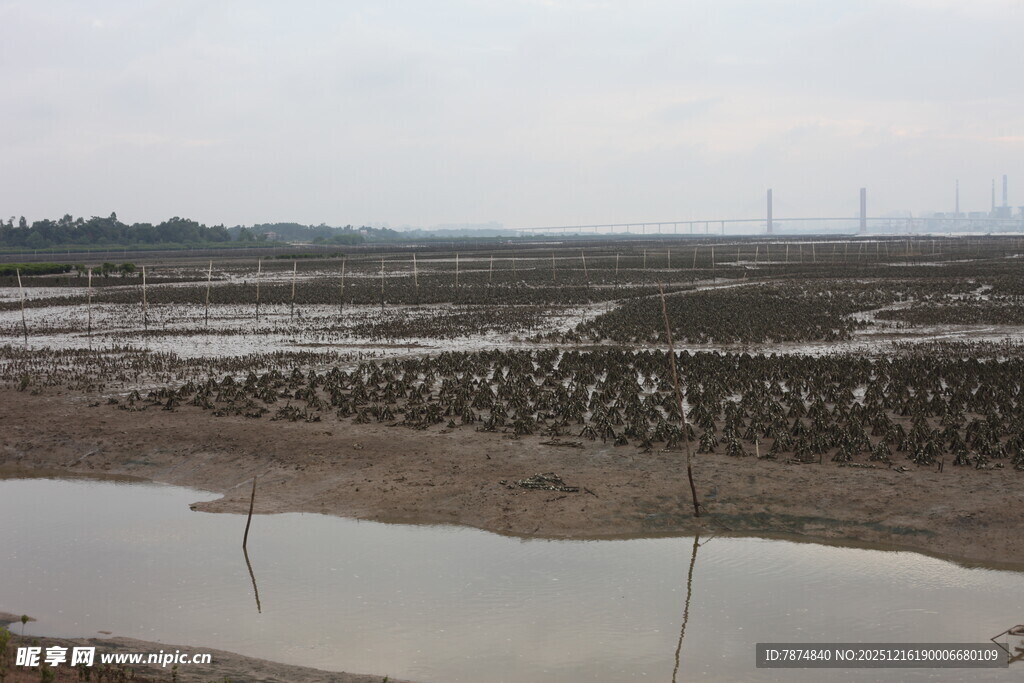 湿地群鸟栖息景观