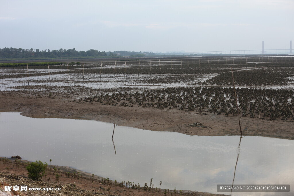湿地滩涂景观