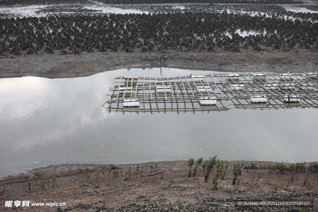 湿地景观中的植被与水域