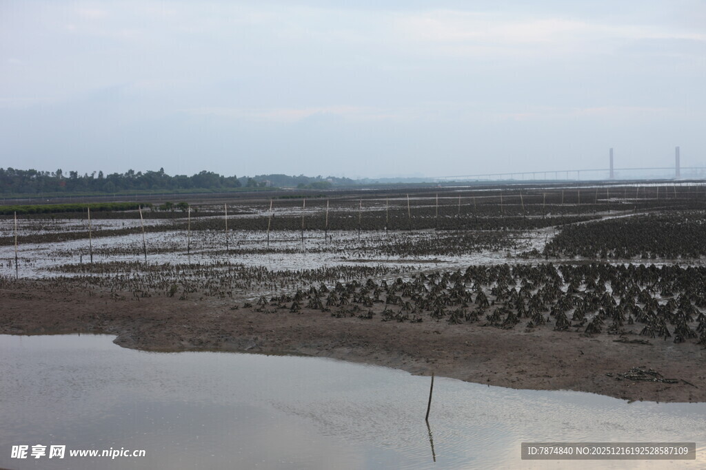 湿地滩涂景观