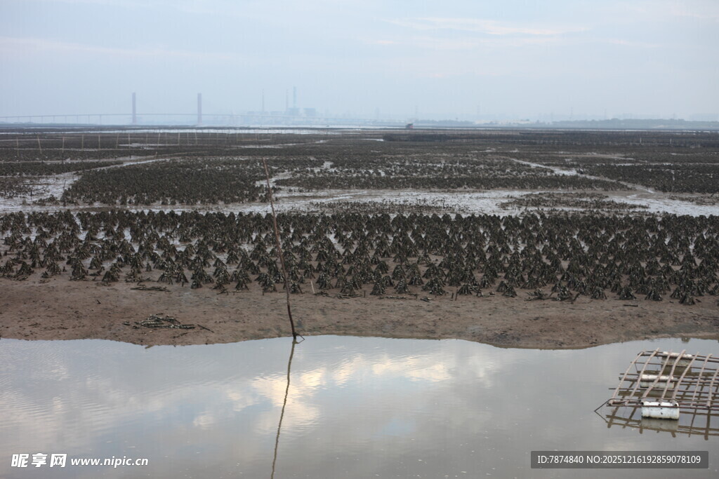 湿地鸟群栖息景观