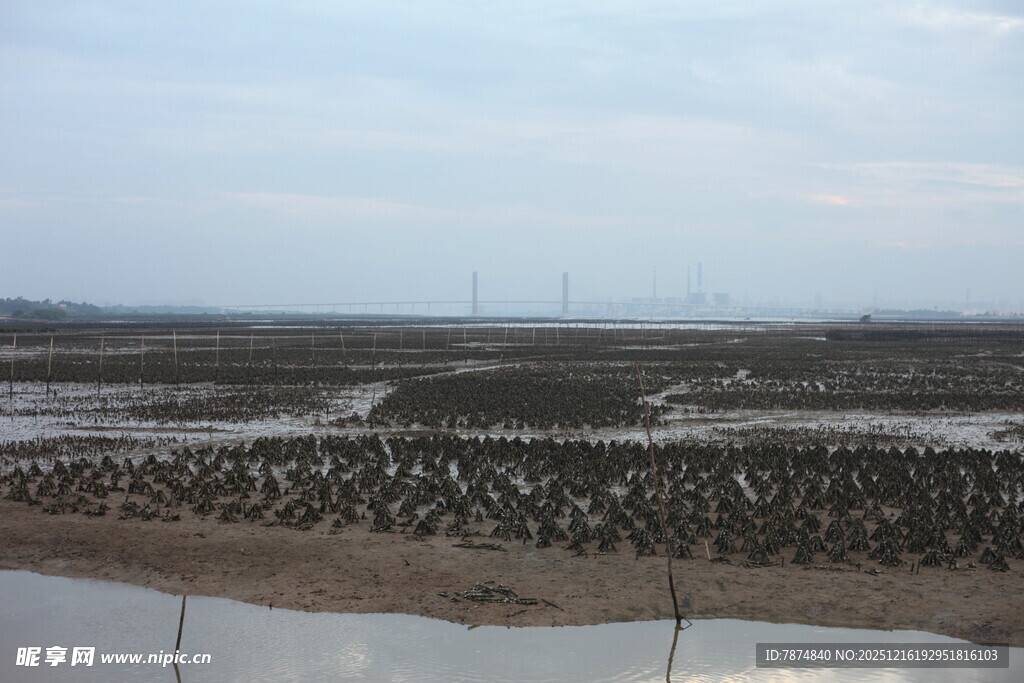 湿地候鸟栖息壮观景象
