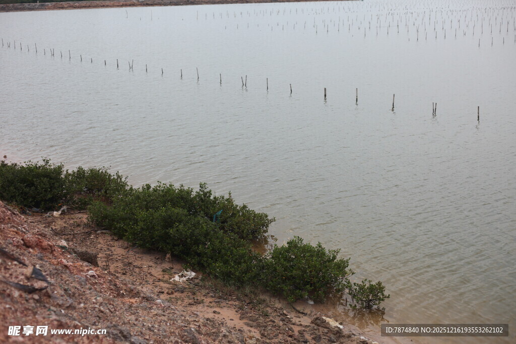 岸边水域与远处林立物景观