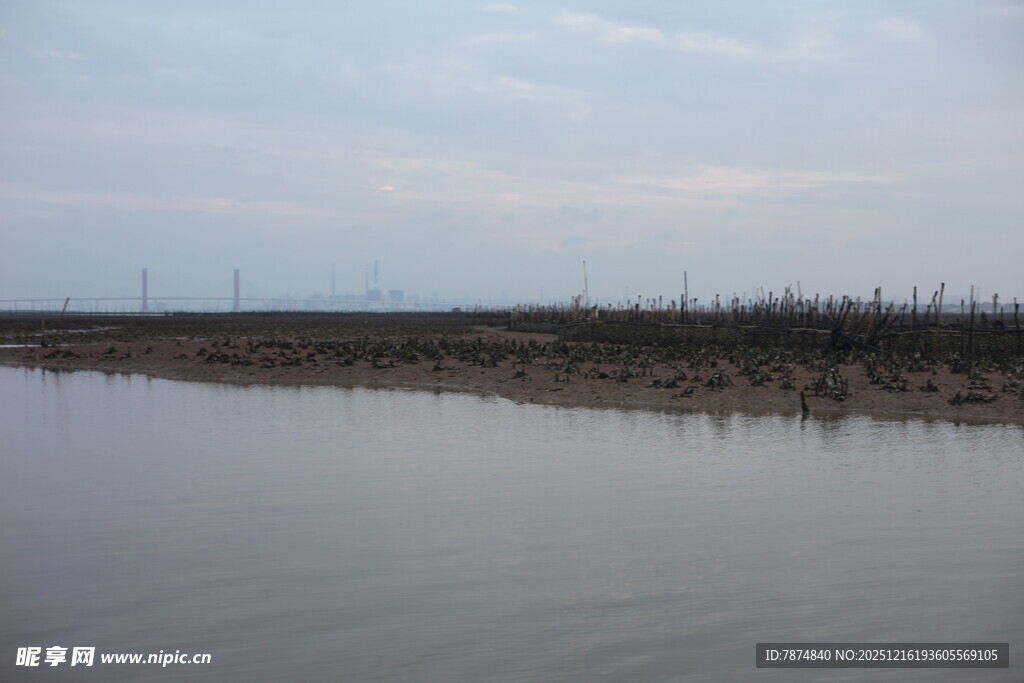宁静水域边的稀疏植被