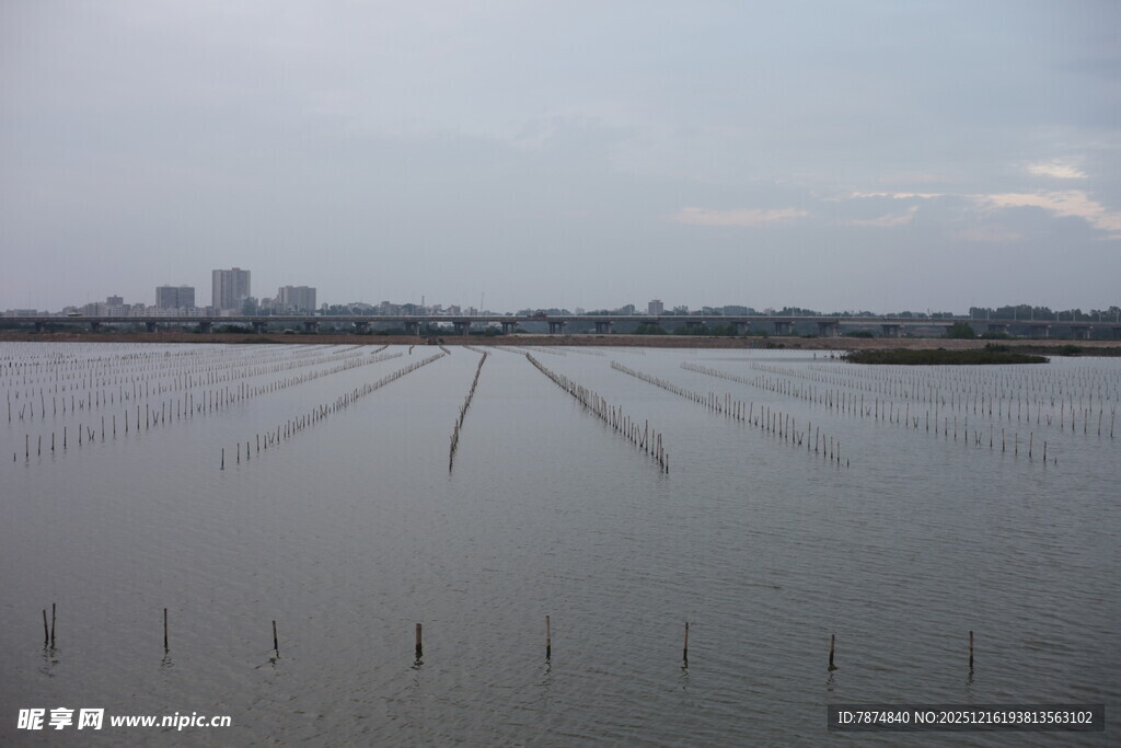 广阔水田与远处城市景观