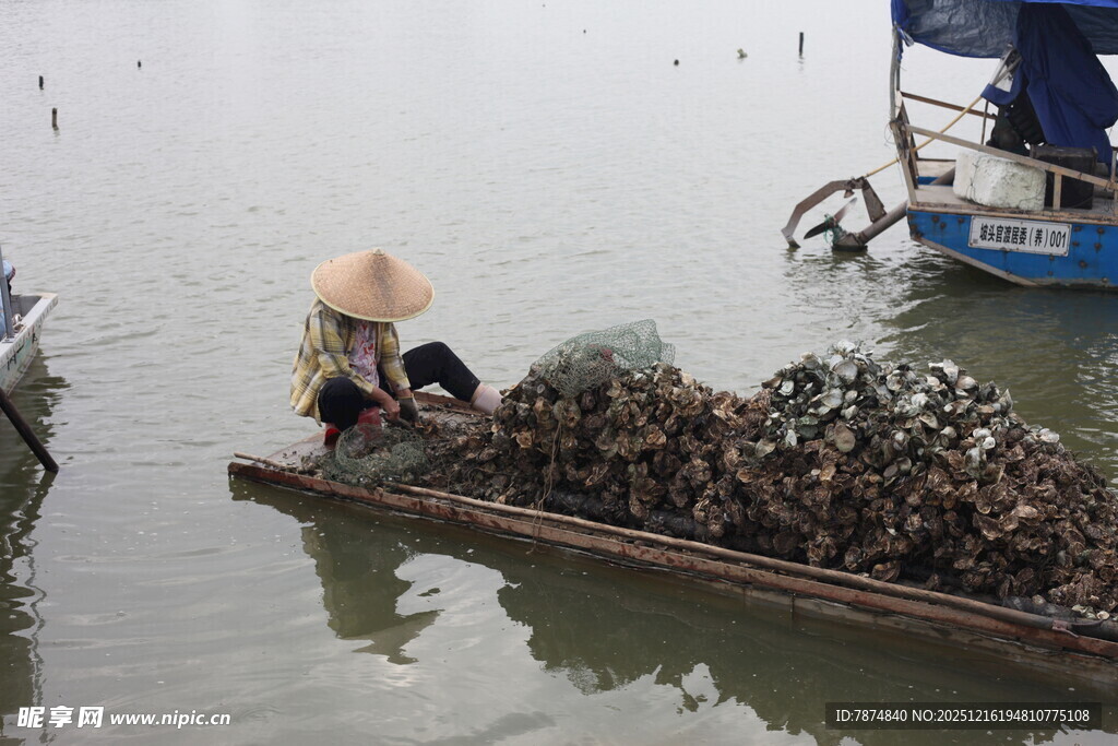 渔民驾船满载生蚝归来