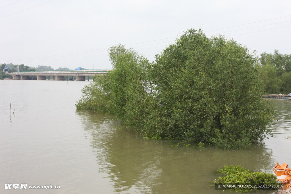 洪水淹没树木景象