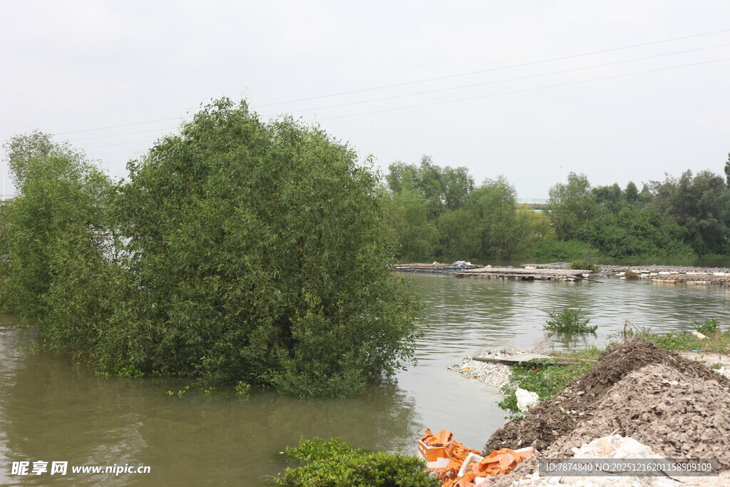 洪水淹没岸边树木景象