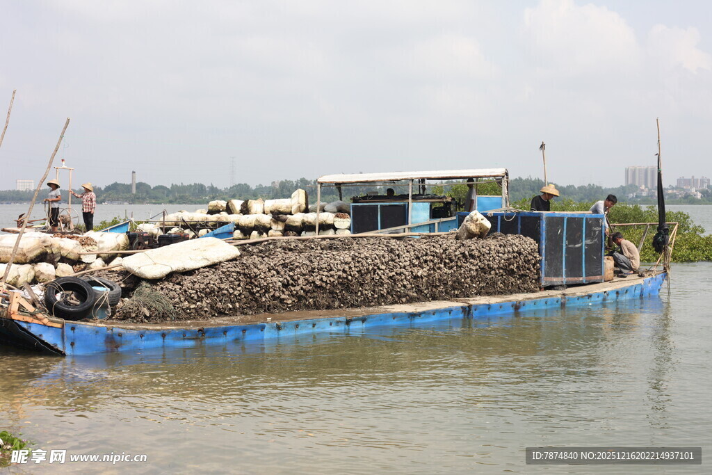 河上运生蚝驳船