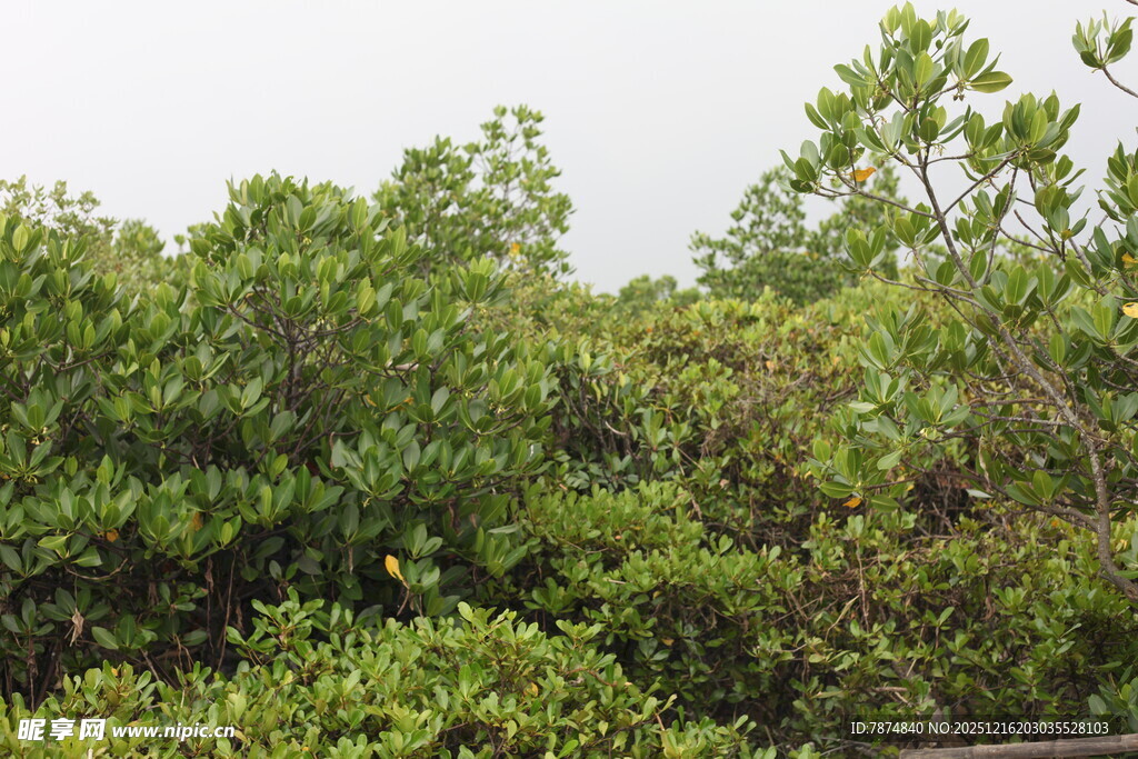 茂密的绿色灌木丛景观
