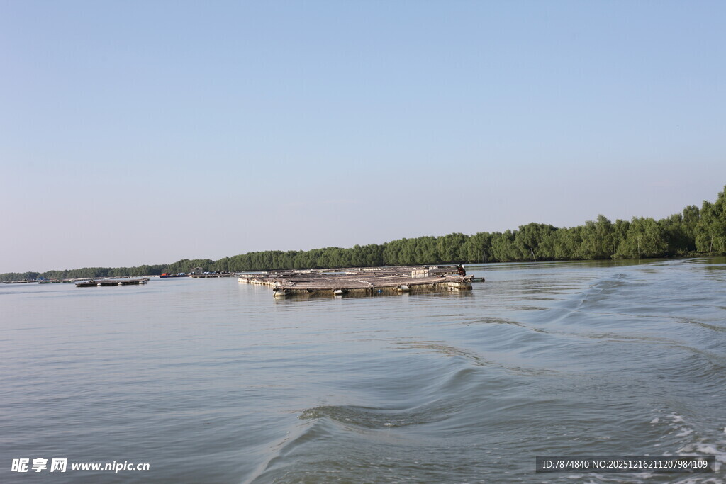 宁静湖面与岸边植被景观