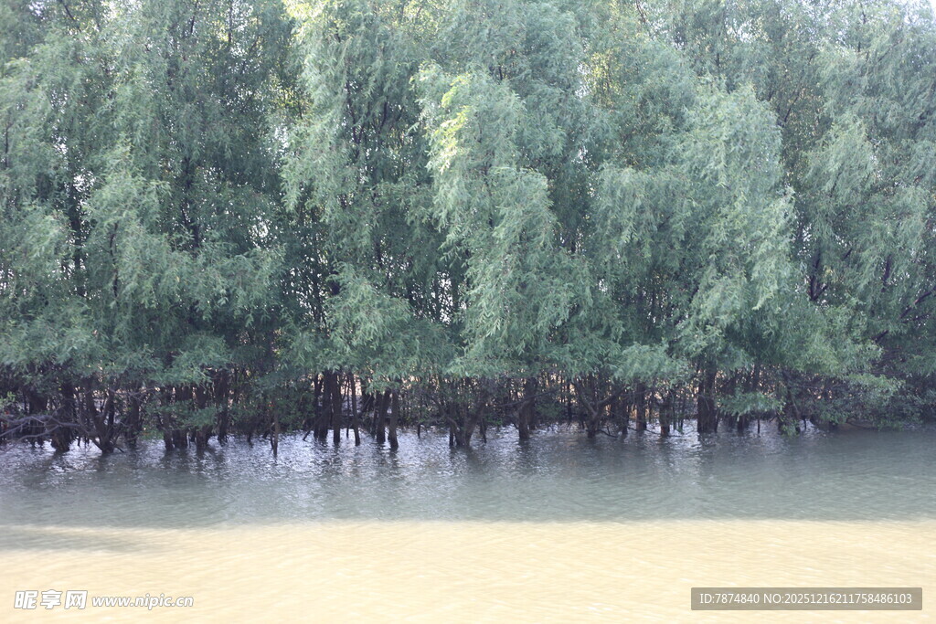 河畔绿树成荫的宁静景象
