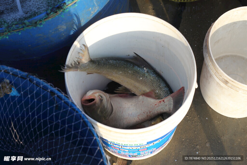 桶中捕获的几条鲜鱼