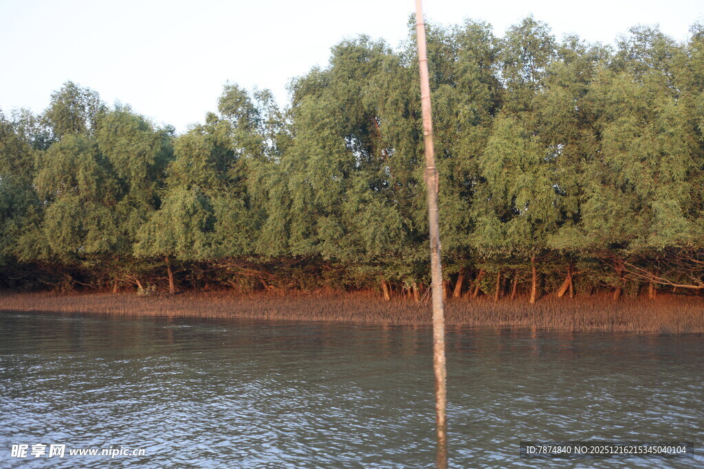 河畔绿树水中孤杆之景