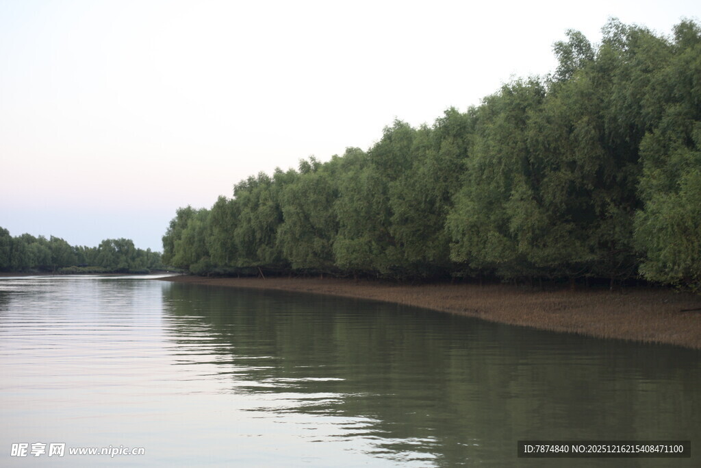 河畔绿树成荫的宁静风光