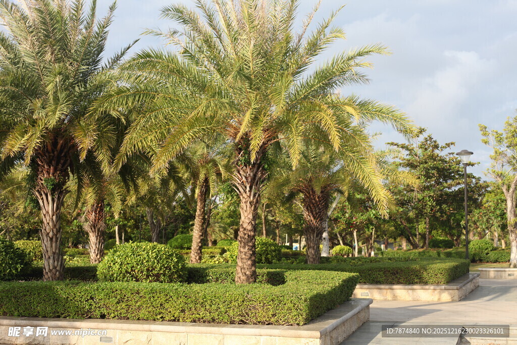 热带棕榈树景观