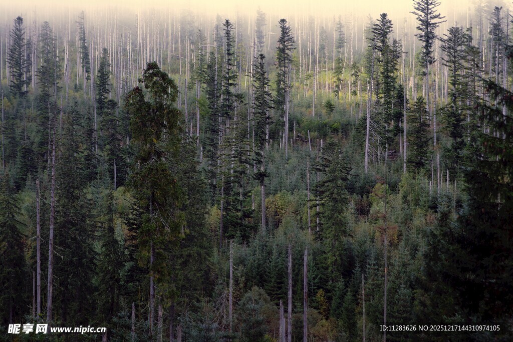 茂密森林中的高耸树木