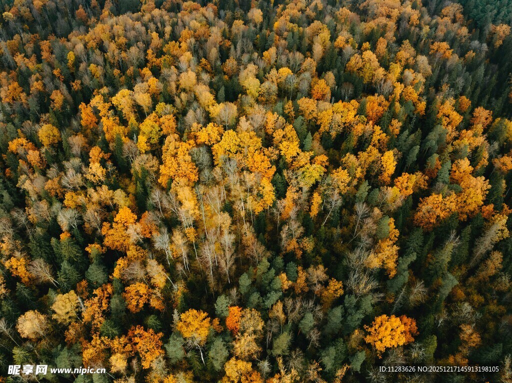 秋日绚烂森林景观