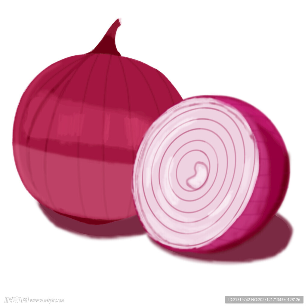 洋葱插画