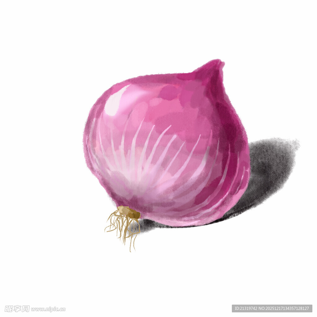 洋葱插画