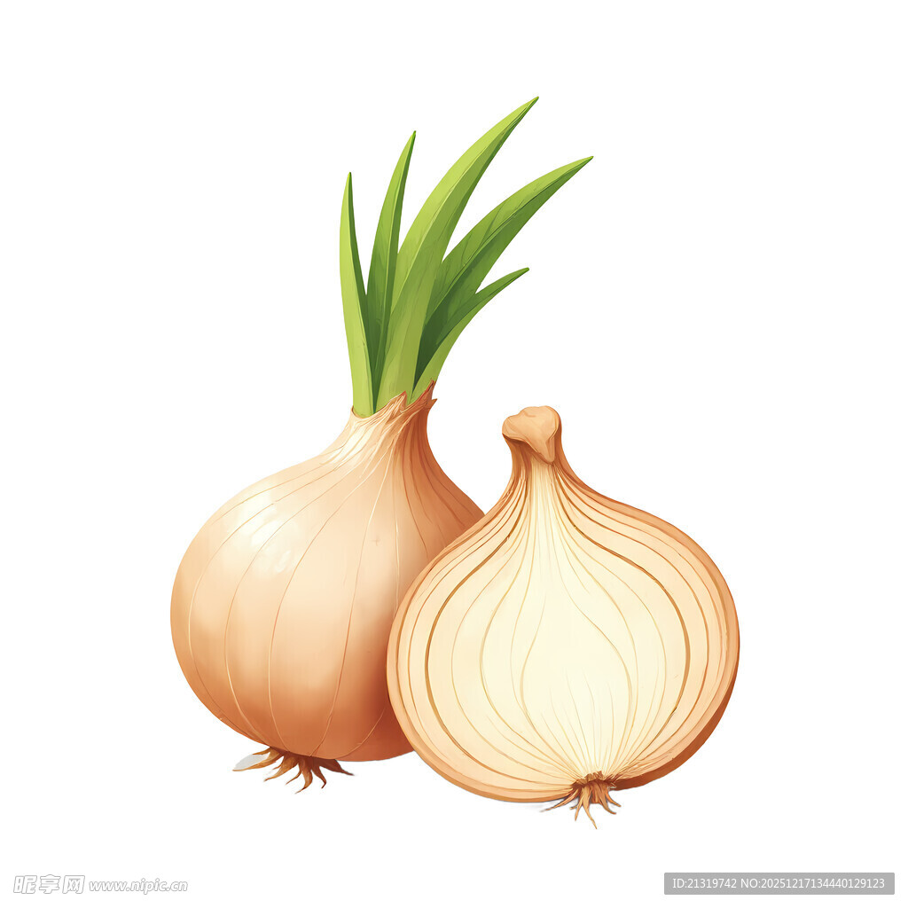 洋葱素材