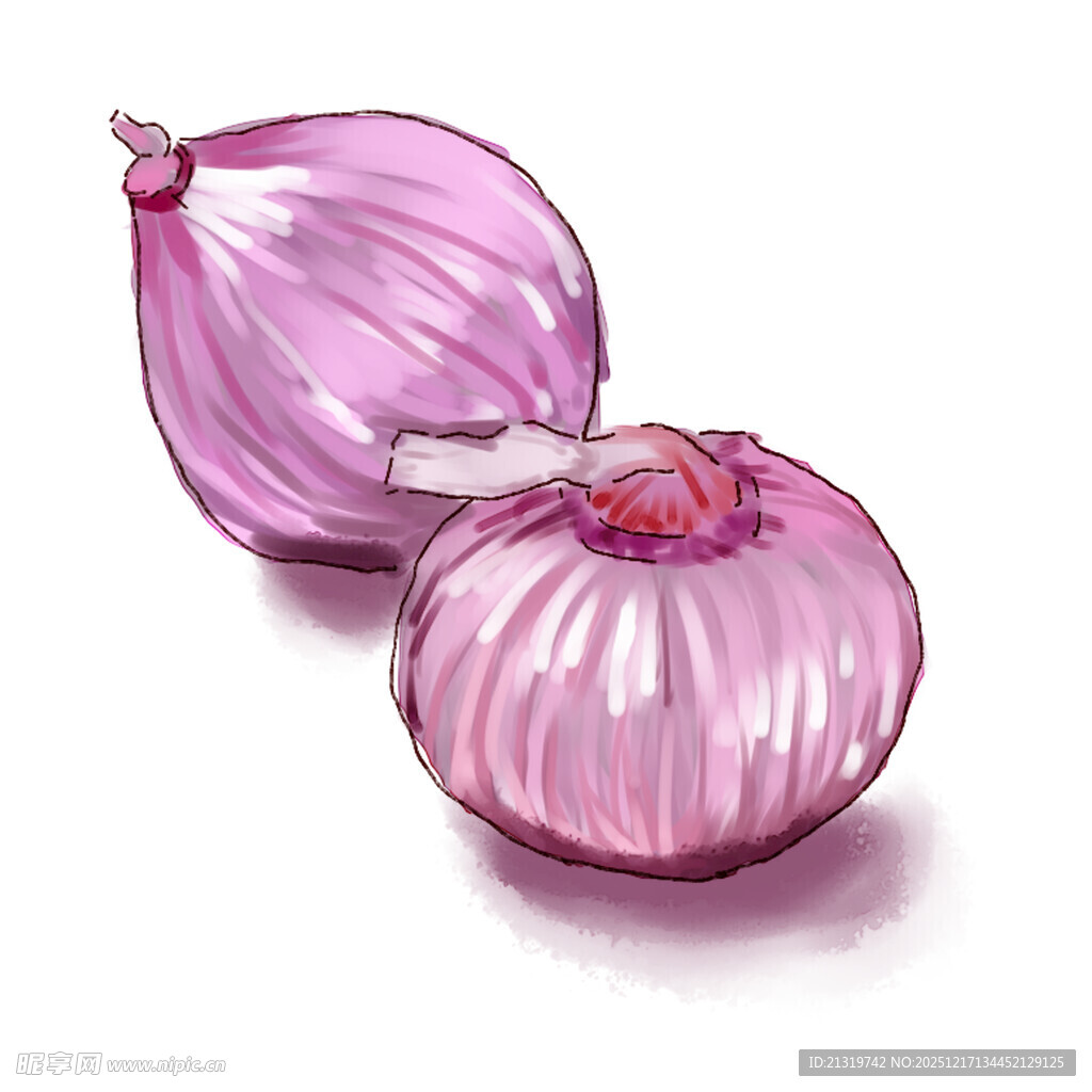洋葱插画