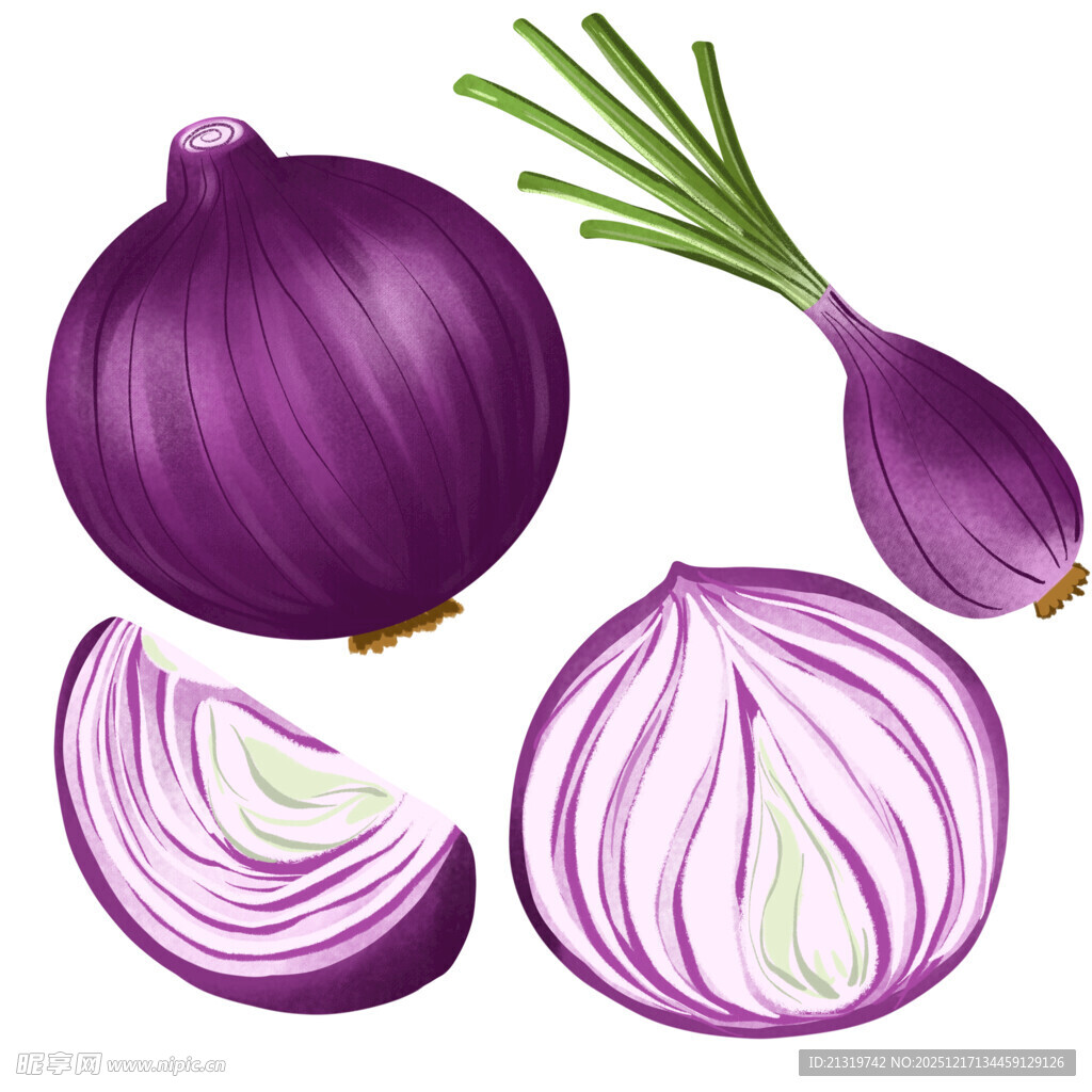 洋葱插画
