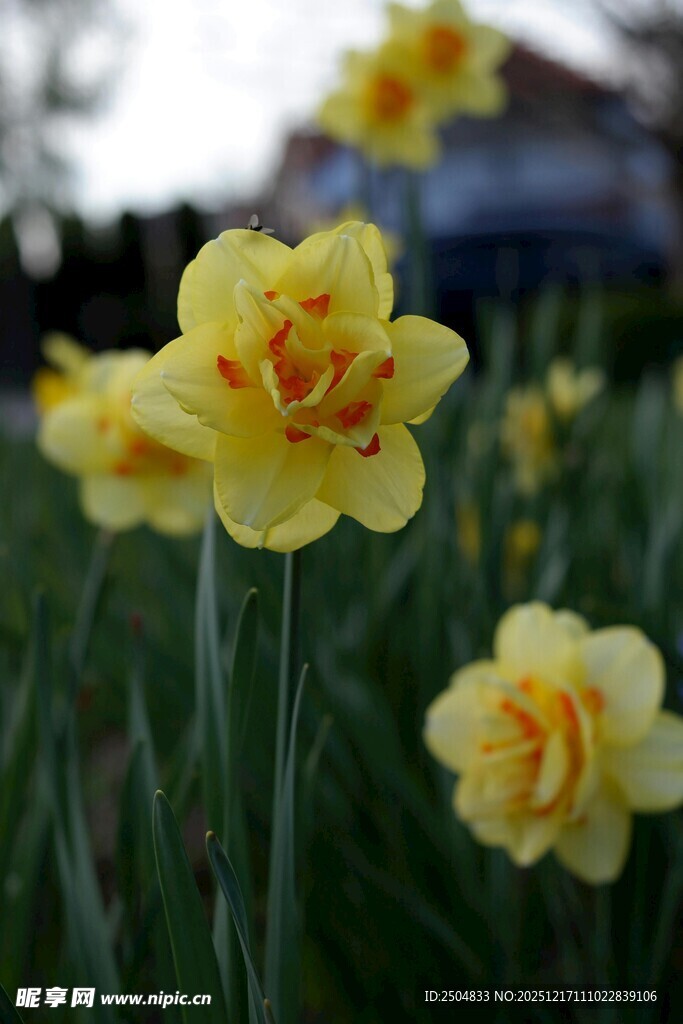 绽放的黄色水仙花