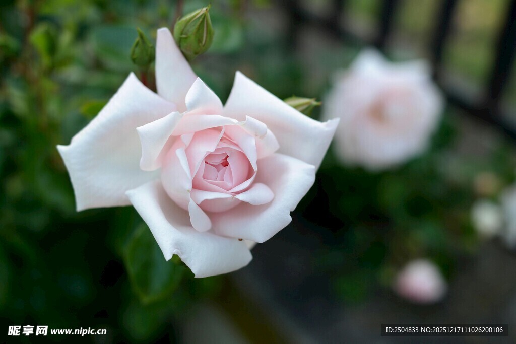 娇艳白玫瑰绽放于绿叶间