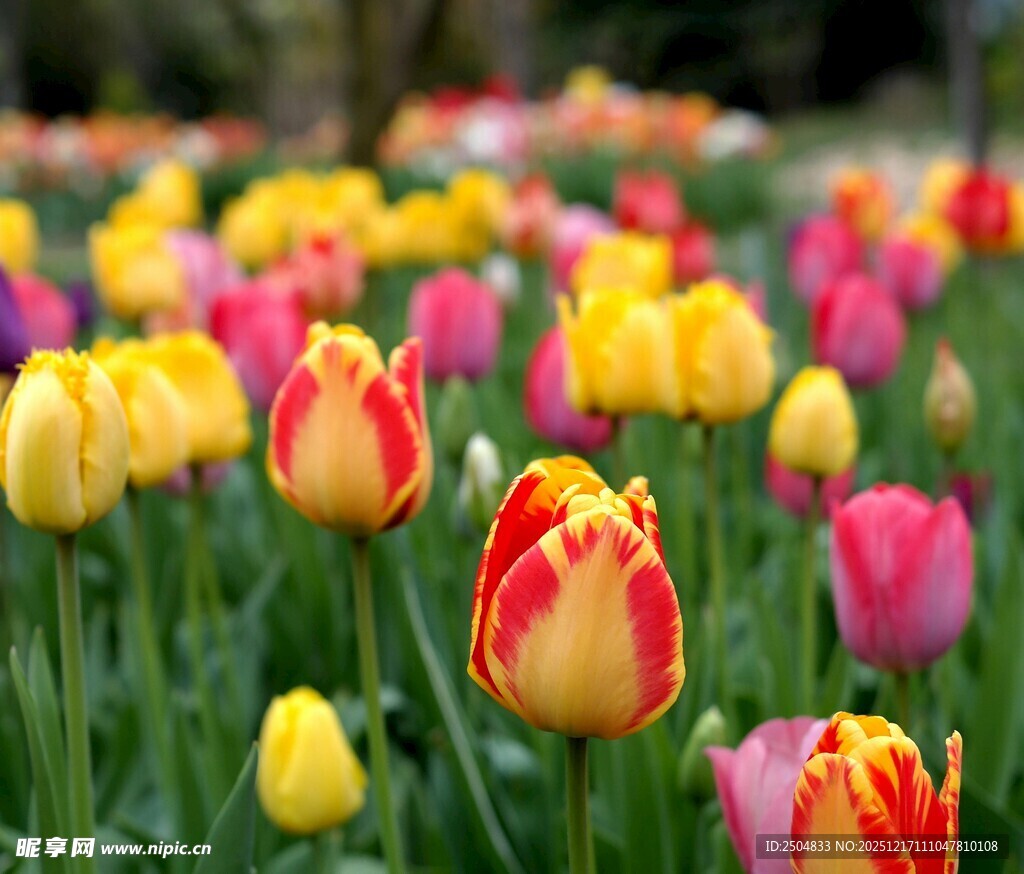 多彩郁金香绽放的美丽花田
