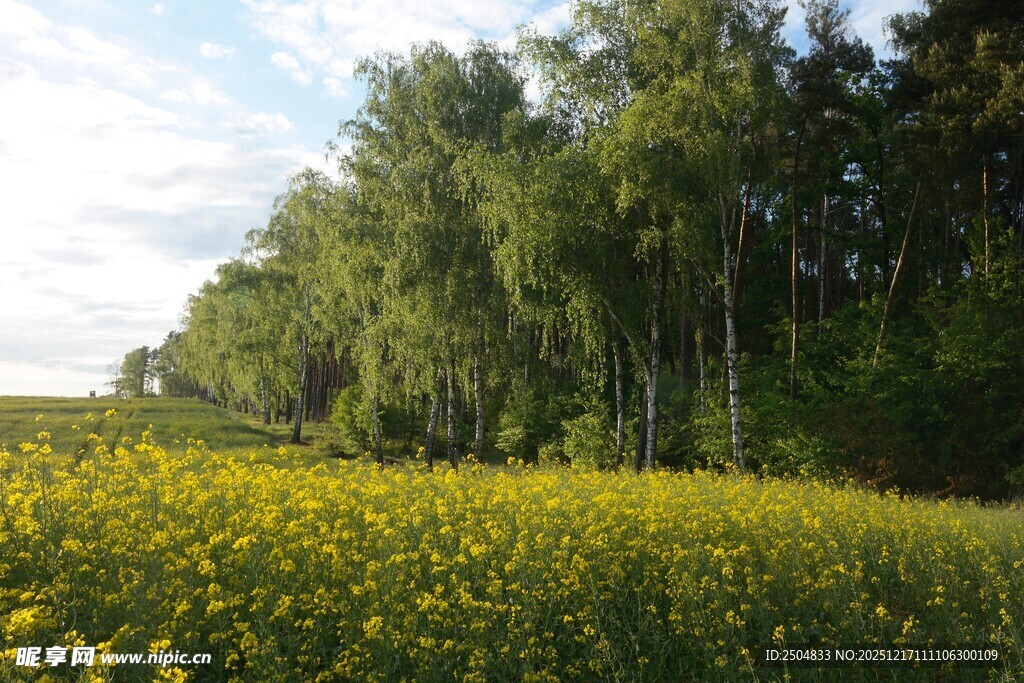 金黄花海旁的葱郁树林