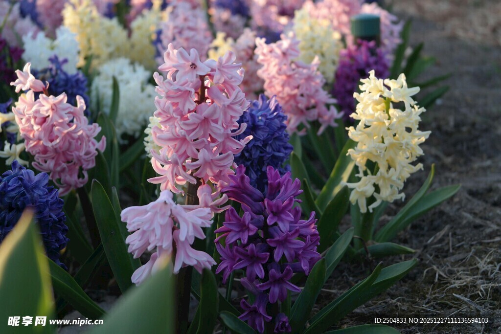 多彩风信子绽放美景
