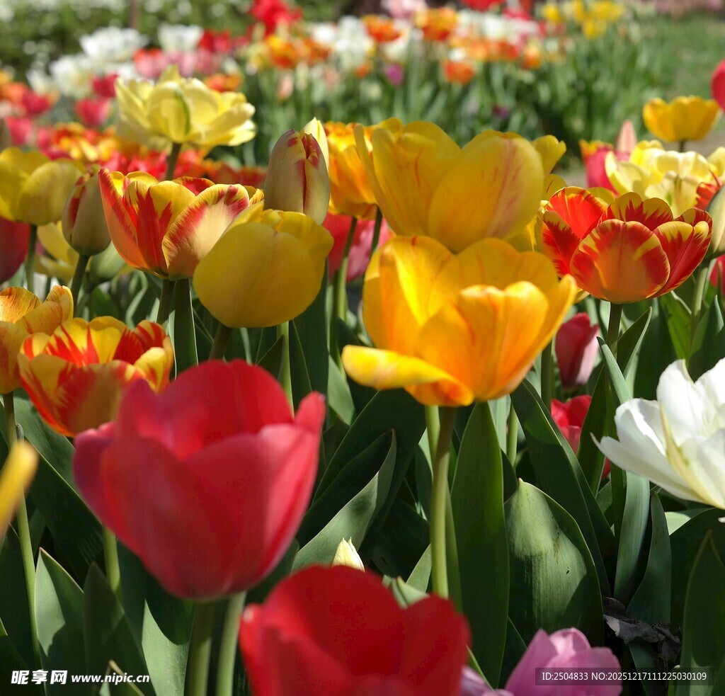 多彩郁金香花海绽放