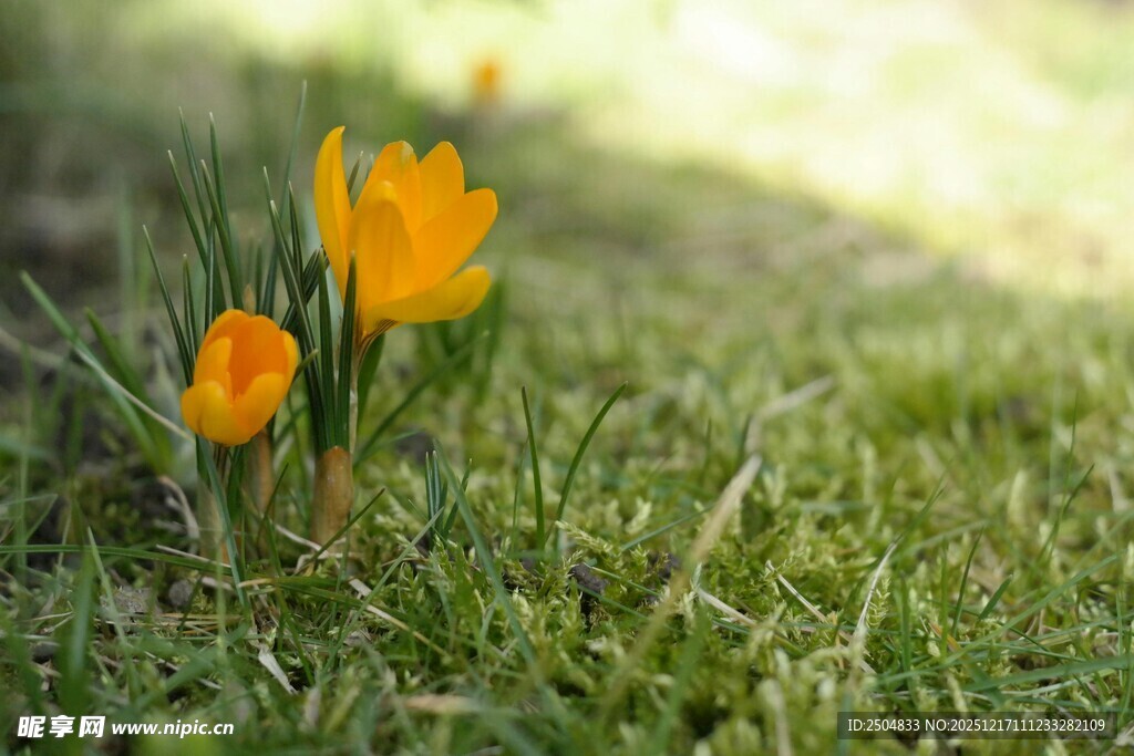 草地上的两朵黄色小花