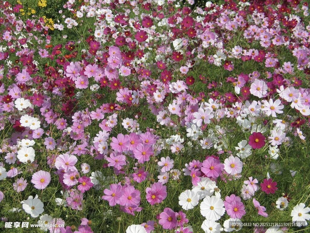 缤纷花海绽放美丽色彩