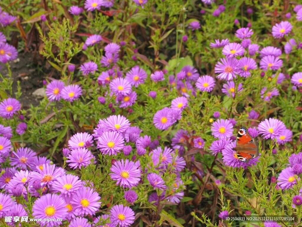 烂漫紫色小花绽放