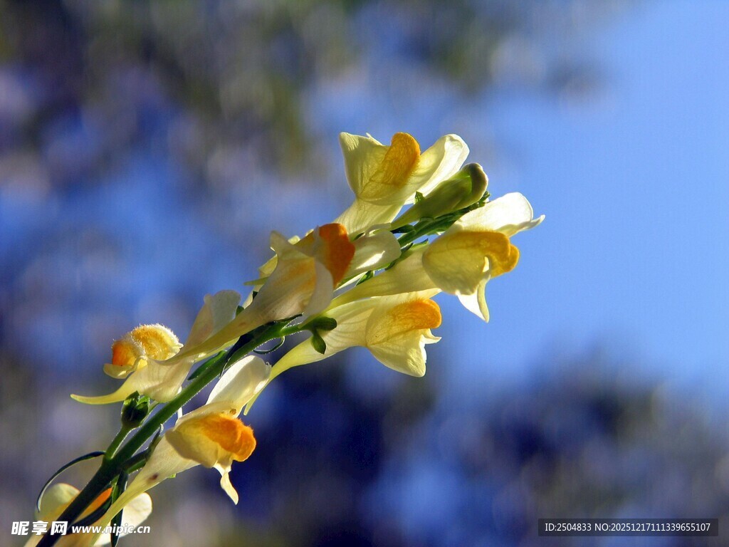 枝头绽放的黄色小花