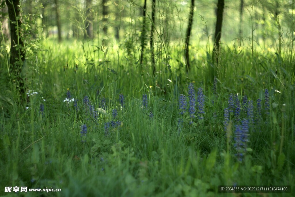 林间蓝花绽放的清新景致