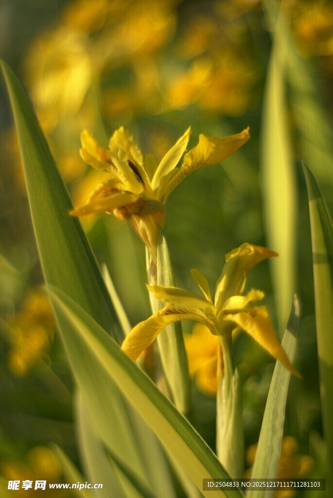 黄色鸢尾花特写