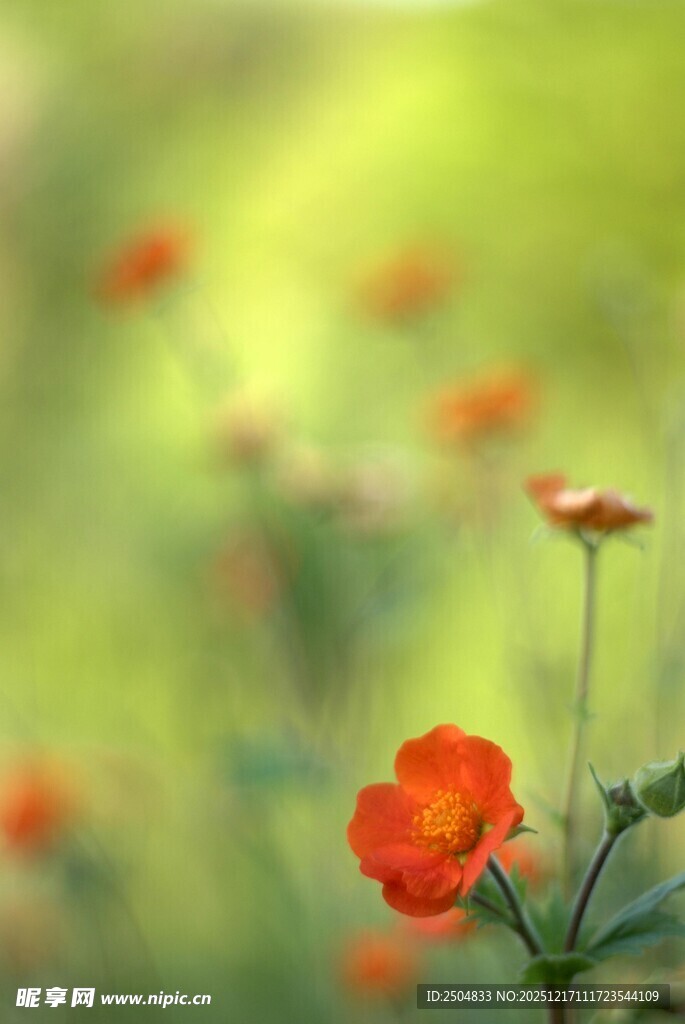 绽放的橙红色小花