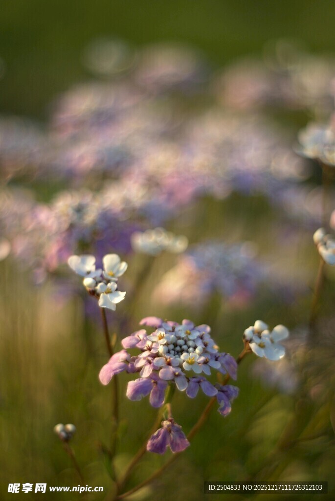 梦幻紫白小花绽放