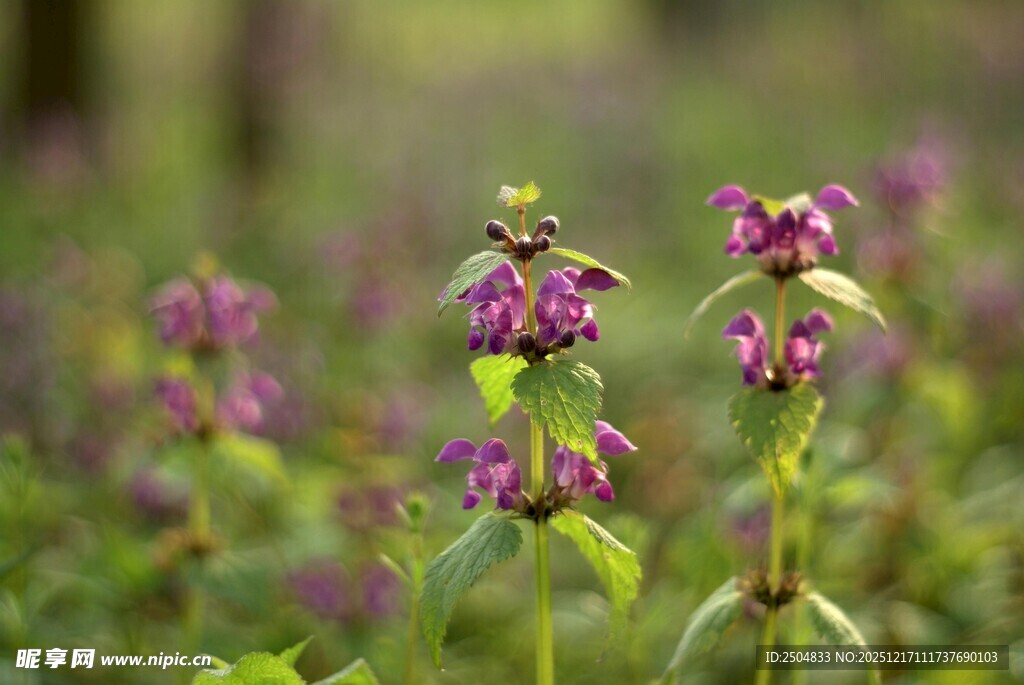 紫色野花绽放于绿意间
