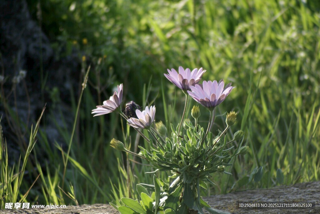 野外绽放的美丽紫色小花