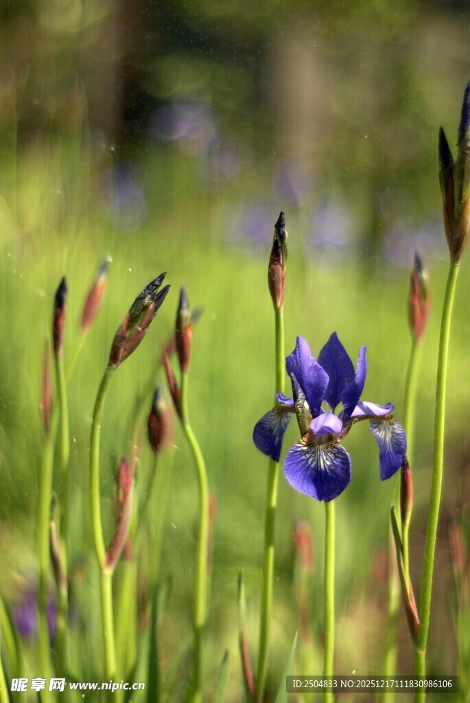 蓝紫色鸢尾花绽放于草地